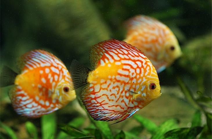 ki-discus